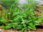 Preview: Cryptocoryne wendtii Grün - Grüner Wasserkelch